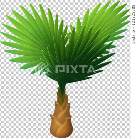 Small stylized Fan palm isolated on a white background. 121225388