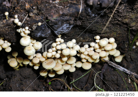 ママボーロにそっくりな食べられないニガクリタケキノコの群体（自然光+ストロボ・マクロ接写） 121225450