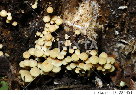 ママボーロにそっくりな食べられないニガクリタケキノコの群体（自然光+ストロボ・マクロ接写） 121225451