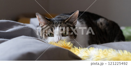おもちゃで遊ぶ猫 キジトラ猫 おもちゃで遊ぶ猫 キジトラ猫 121225492