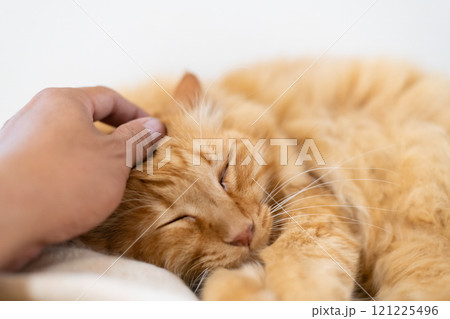 猫を撫でる　茶トラ猫 121225496