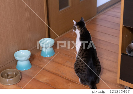 餌を待つ可愛い猫の後ろ姿　キジトラ白 121225497