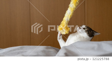 おもちゃで遊ぶ猫　キジトラ猫 121225788