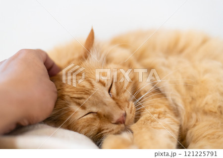 猫を撫でる 茶トラ猫 猫を撫でる 茶トラ猫 121225791