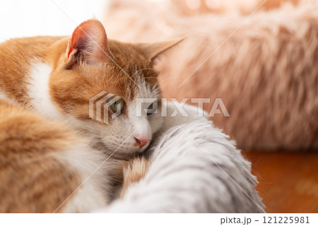 窓辺でくつろぐ猫　茶トラ白 121225981