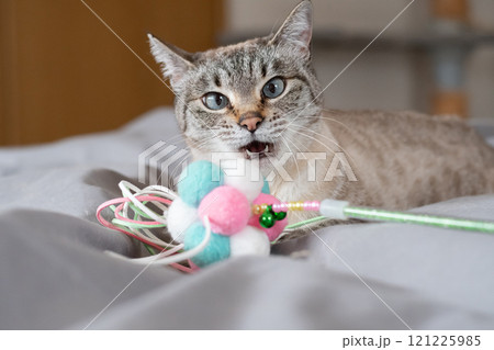おもちゃで遊ぶ猫 121225985