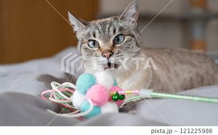 おもちゃで遊ぶ猫 121225986