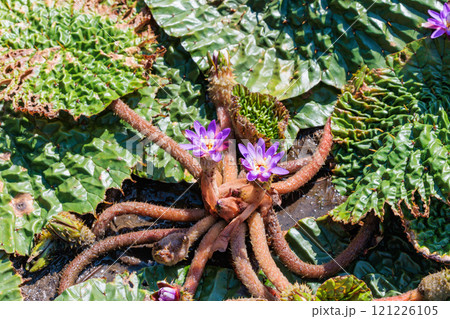 夏の池でひっそりと咲くオニバズの花 121226105