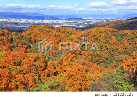 【大阪府】大阪府民の森ほしだ園地 星のブランコと紅葉 121226125