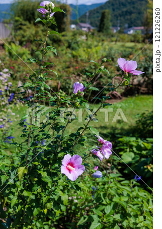 夏のガーデンで清楚に咲くムクゲの花 夏のガーデンで清楚に咲くムクゲの花 121226260