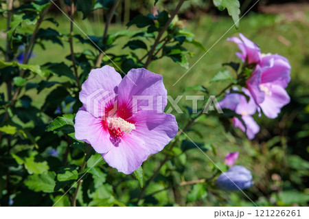 夏のガーデンで清楚に咲くムクゲの花 夏のガーデンで清楚に咲くムクゲの花 121226261