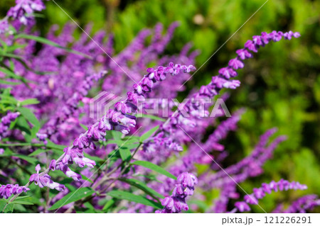 秋に咲くガーデンのメキシカンセージの花のクローズアップ 121226291