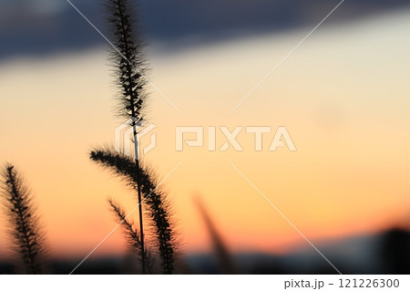 夕焼けに染まるエノコログサ 121226300