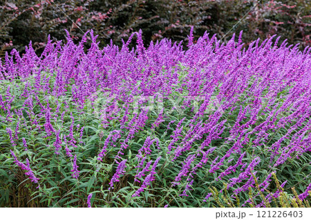 秋に咲くガーデンのメキシカンセージの花 秋に咲くガーデンのメキシカンセージの花 121226403