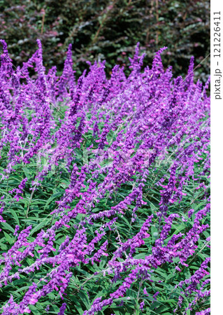 秋に咲くガーデンのメキシカンセージの花 秋に咲くガーデンのメキシカンセージの花 121226411