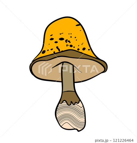 Set of mushrooms. Hand drawn vector illustration. Vegan food menu. Poisonous and edible mushroom. Autumn mushroom picking, forest plant sketches Set of mushrooms. Hand drawn vector illustration. Vegan food menu. Poisonous and edible mushroom. Autumn mushroom picking, forest plant sketches 121226464