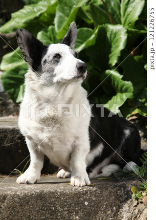 Cardigan Welsh Corgi in the garden 121226755