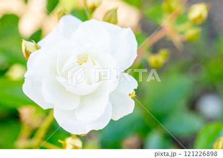 家の周りの草花　四季の色々　バラ園の花壇を美しく清楚な白いバラの花が咲きました　 121226898