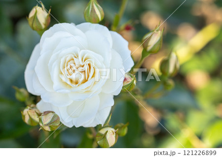 家の周りの草花　四季の色々　バラ園の花壇を美しく清楚な白いバラの花が咲きました　 121226899