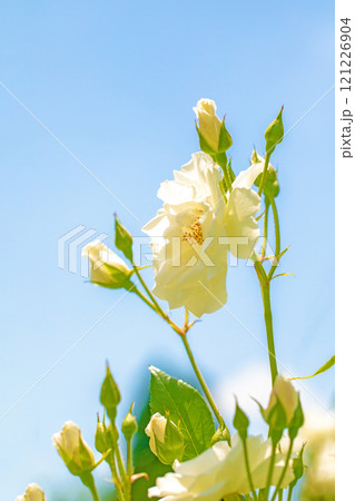 家の周りの草花 四季の色々 バラ園の花壇を美しく清楚な白いバラの花が咲きました 家の周りの草花 四季の色々 バラ園の花壇を美しく清楚な白いバラの花が咲きました 121226904