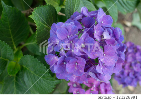 あじさい あじさい 121226991