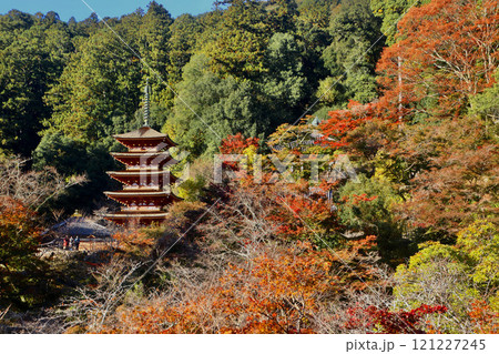 秋の長谷寺・五重塔・遠景（奈良県・桜井市） 121227245