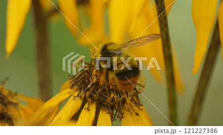 マルバダケブキの蜜を吸うクロマルハナバチの雄 121227386