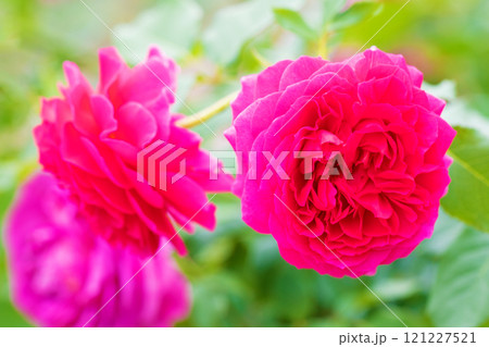 家の周りの草花　四季の色々　バラ園　美しい可憐な花びら　初秋のかぜに揺れる妖艶な赤いバラ　 121227521