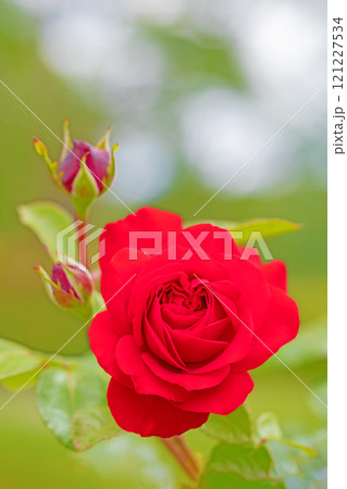 家の周りの草花　四季の色々　バラ園　美しい可憐な花びら　初秋のかぜに揺れる妖艶な赤いバラ　 121227534