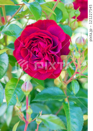 家の周りの草花　四季の色々　バラ園　美しい可憐な花びら　初秋のかぜに揺れる妖艶な赤いバラ　 121227545