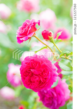 家の周りの草花　四季の色々　バラ園　美しい可憐な花びら　初秋のかぜに揺れる妖艶な赤いバラ　 121227560