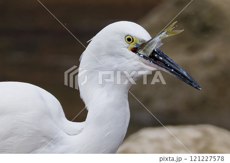 魚を丸呑みするコサギ 121227578