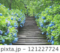 明月院の階段に咲く紫陽花 121227724