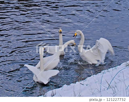 白鳥の争い 121227732
