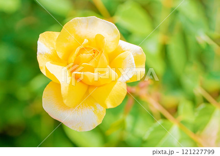 家の周りの草花 四季の色々 バラ園 美しい可憐な花びら 初秋のかぜに揺れる黄色いバラの花 家の周りの草花 四季の色々 バラ園 美しい可憐な花びら 初秋のかぜに揺れる黄色いバラの花 121227799