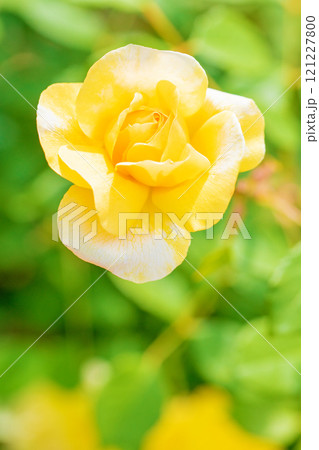 家の周りの草花　四季の色々　バラ園　美しい可憐な花びら　初秋のかぜに揺れる黄色いバラの花 121227800