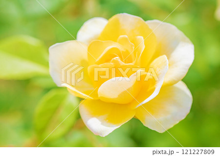 家の周りの草花　四季の色々　バラ園　美しい可憐な花びら　初秋のかぜに揺れる黄色いバラの花 121227809