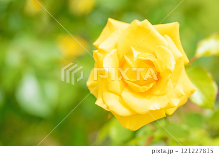家の周りの草花　四季の色々　バラ園　美しい可憐な花びら　初秋のかぜに揺れる黄色いバラの花 121227815