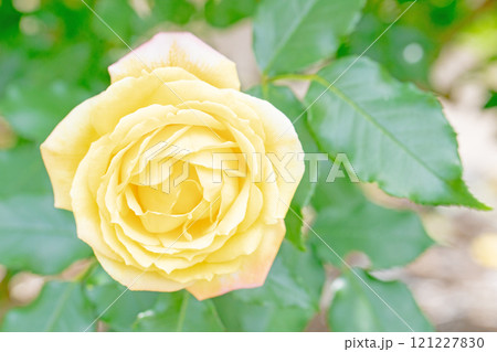 家の周りの草花　四季の色々　バラ園　美しい可憐な花びら　初秋のかぜに揺れる黄色いバラの花 121227830