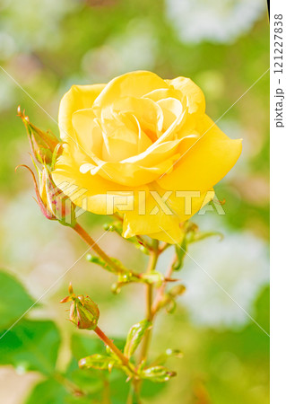 家の周りの草花　四季の色々　バラ園　美しい可憐な花びら　初秋のかぜに揺れる黄色いバラの花 121227838