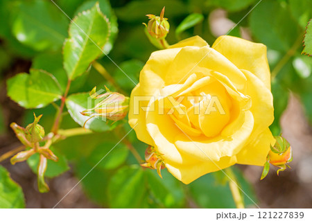 家の周りの草花　四季の色々　バラ園　美しい可憐な花びら　初秋のかぜに揺れる黄色いバラの花 121227839