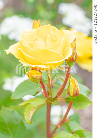 家の周りの草花　四季の色々　バラ園　美しい可憐な花びら　初秋のかぜに揺れる黄色いバラの花 121227840