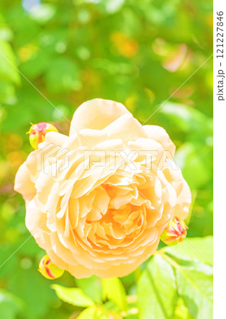 家の周りの草花　四季の色々　バラ園　美しい可憐な花びら　初秋のかぜに揺れる黄色いバラの花 121227846