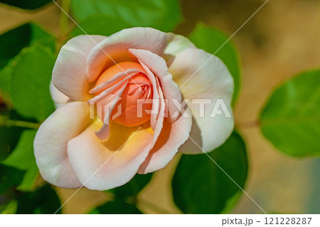 家の周りの草花　四季の色々　バラ園　美しい可憐な花びら　初秋のかぜに揺れるピンク色のバラの花 121228287