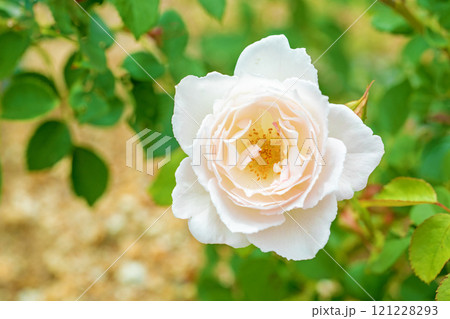 家の周りの草花 四季の色々 バラ園 美しい可憐な花びら 初秋のかぜに揺れるピンク色のバラの花 家の周りの草花 四季の色々 バラ園 美しい可憐な花びら 初秋のかぜに揺れるピンク色のバラの花 121228293