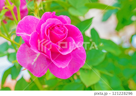 家の周りの草花 四季の色々 バラ園 美しい可憐な花びら 初秋のかぜに揺れるピンク色のバラの花 家の周りの草花 四季の色々 バラ園 美しい可憐な花びら 初秋のかぜに揺れるピンク色のバラの花 121228296