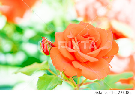 家の周りの草花　四季の色々　バラ園　美しい可憐な花びら　初秋のかぜに揺れるピンク色のバラの花 121228386