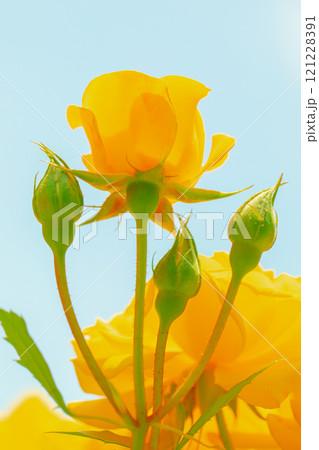 家の周りの草花 四季の色々 バラ園 美しい可憐な花びら 初秋のかぜに揺れるピンク色のバラの花 家の周りの草花 四季の色々 バラ園 美しい可憐な花びら 初秋のかぜに揺れるピンク色のバラの花 121228391