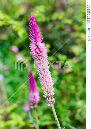 ガーデンで咲くノゲイトウの花 121228592