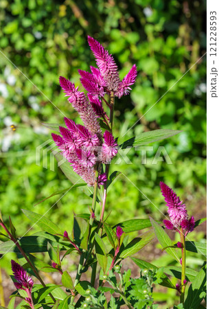 ガーデンで咲くノゲイトウの花 121228593